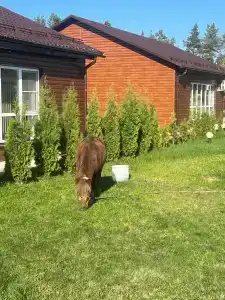 Бабушкина хата - 15