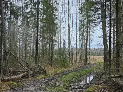 Сендега - 5