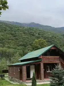 Платан - 0