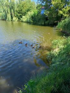 Монахов пруд - 48