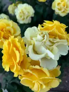 Зефир - 17