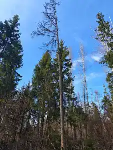 Сказка - 3