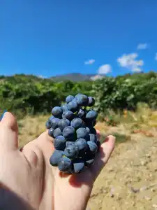 Дом в кедрах - 16