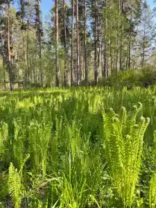 Белые Росы - 4