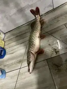 Рыбаградъ - 48