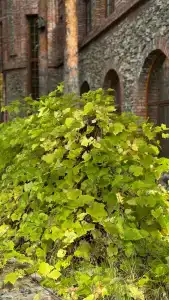 Усадьба Мещерская - 69