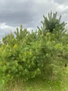 Самовар - 5