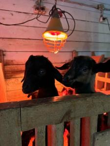 Карельские Лага - 51