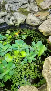 Замок грез - 65