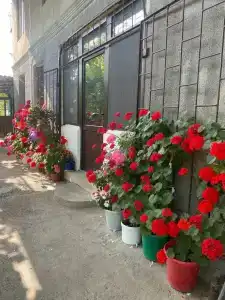 Гнездо жаворонка - 0