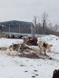 Гостецкий двор - 23