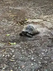 Затерянный рай - 44