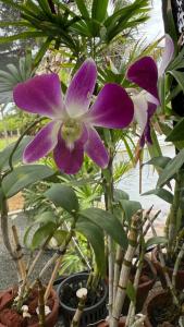 Cinnamon Bentota Beach - 46