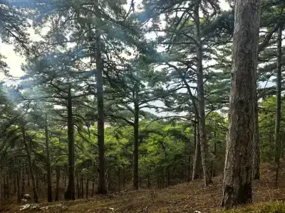 Вилла Мария - 23