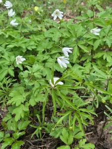 Зель-Диего - 4