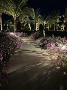 Desert Rose Resort - 18