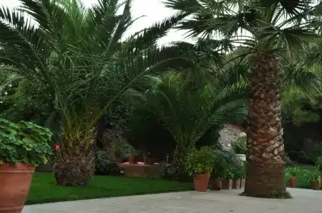 Palm Court Suites - 4