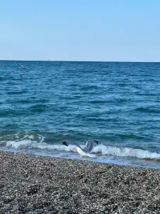 Зефир - 20