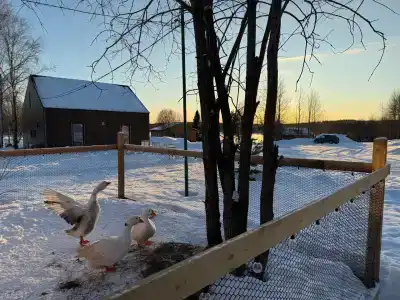 Гольфстрим - 64