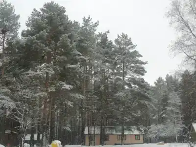 Пихтовая Аллея - 3