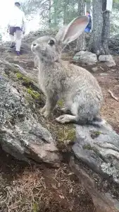 К-значит Карелия - 62