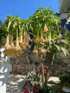 Amur Resort - 19