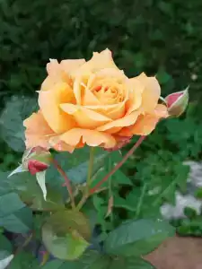 Гостевой дом с баней - 25