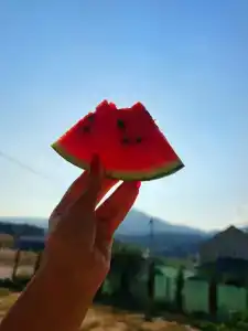 Хвоя - 20