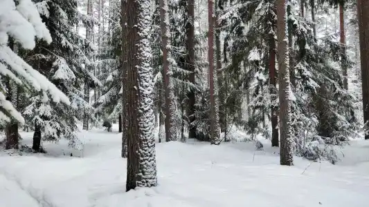 Домики на Волге - 29