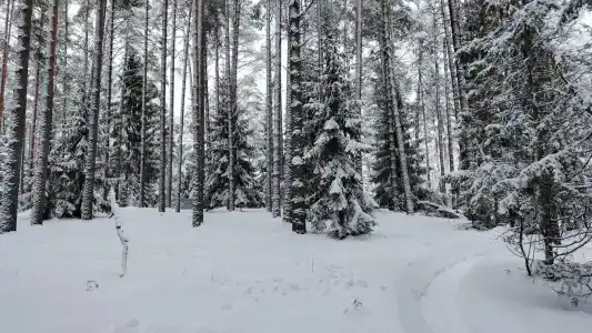 Домики на Волге - 28