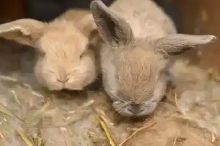 Знаменская Богатырская Застава - 97