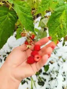 Живые Родники - 78