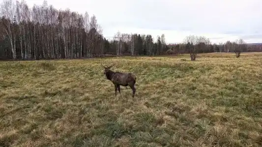Сечуга - 18