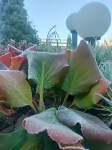 Горный родник - 0