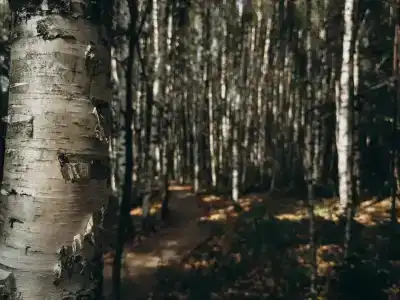 Рассвет - 9