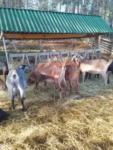 Карельские Лага - 88