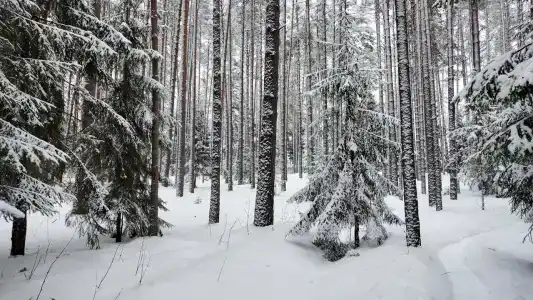 Домики на Волге - 30