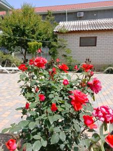 Green House - 20