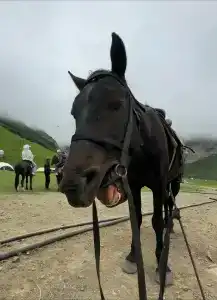 Флайчегем - 8