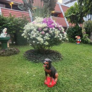 Patong Beach - 38