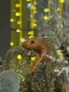 Ивановоотель - 34