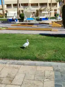 Beach Albatros - - 21