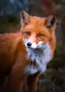 Олёнка лодж - 79