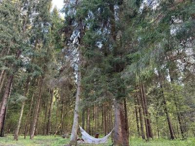 Хвоя Secret Place - 31
