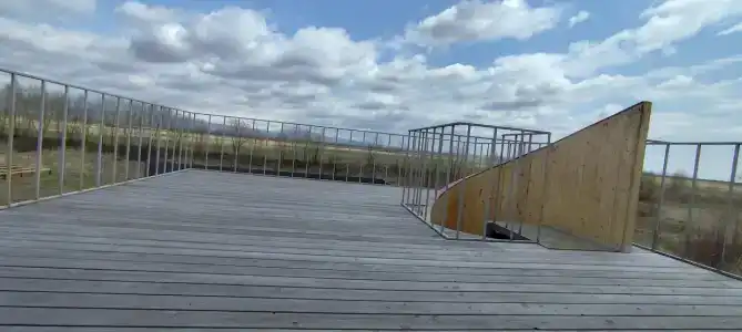 Жимолость - 16