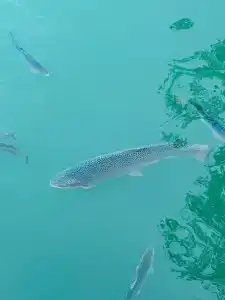 Главрыба - 78