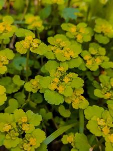 Жемчужина Золотого кольца - 96