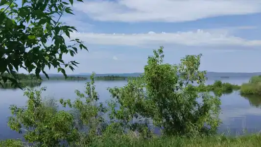Алоха - 46