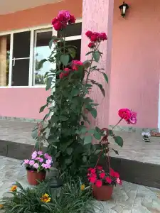 Фламинго - 11