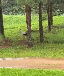 Романов дача - 16